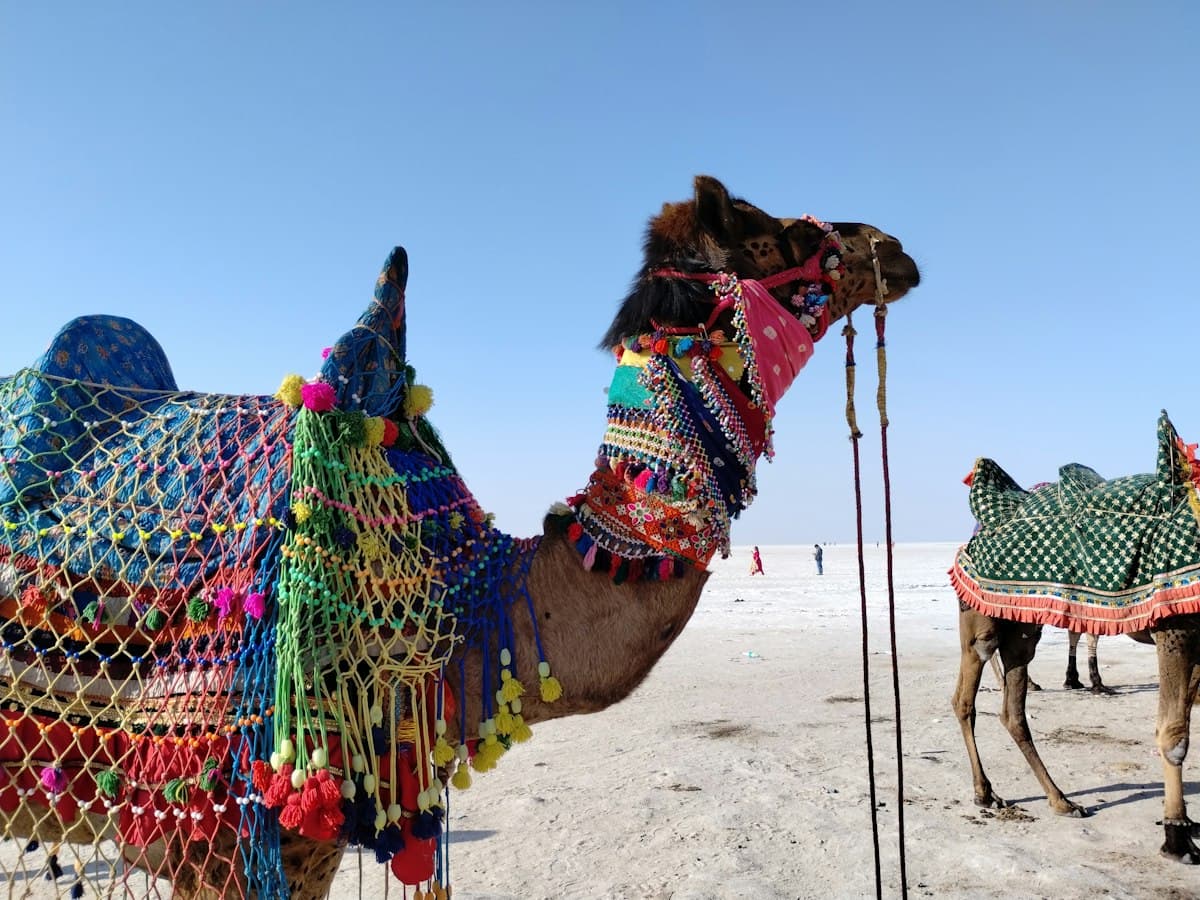 Camels in colourful trappings on the white salt desert of the Great Rann of Kutch, Gujarat, under a clear blue sky