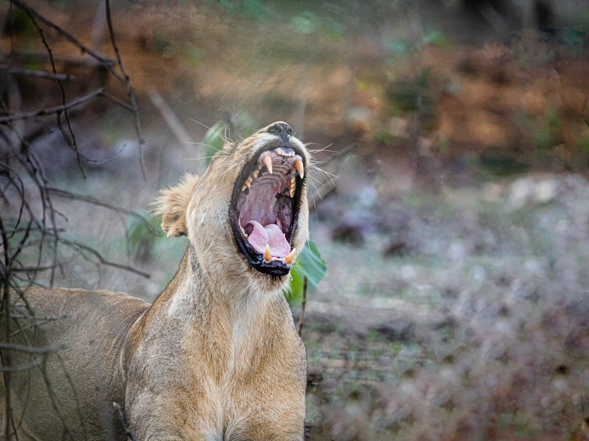 An Asiatic lion mid-yawn in the scrub of Gir National Park, Sasan Gir, Gujarat