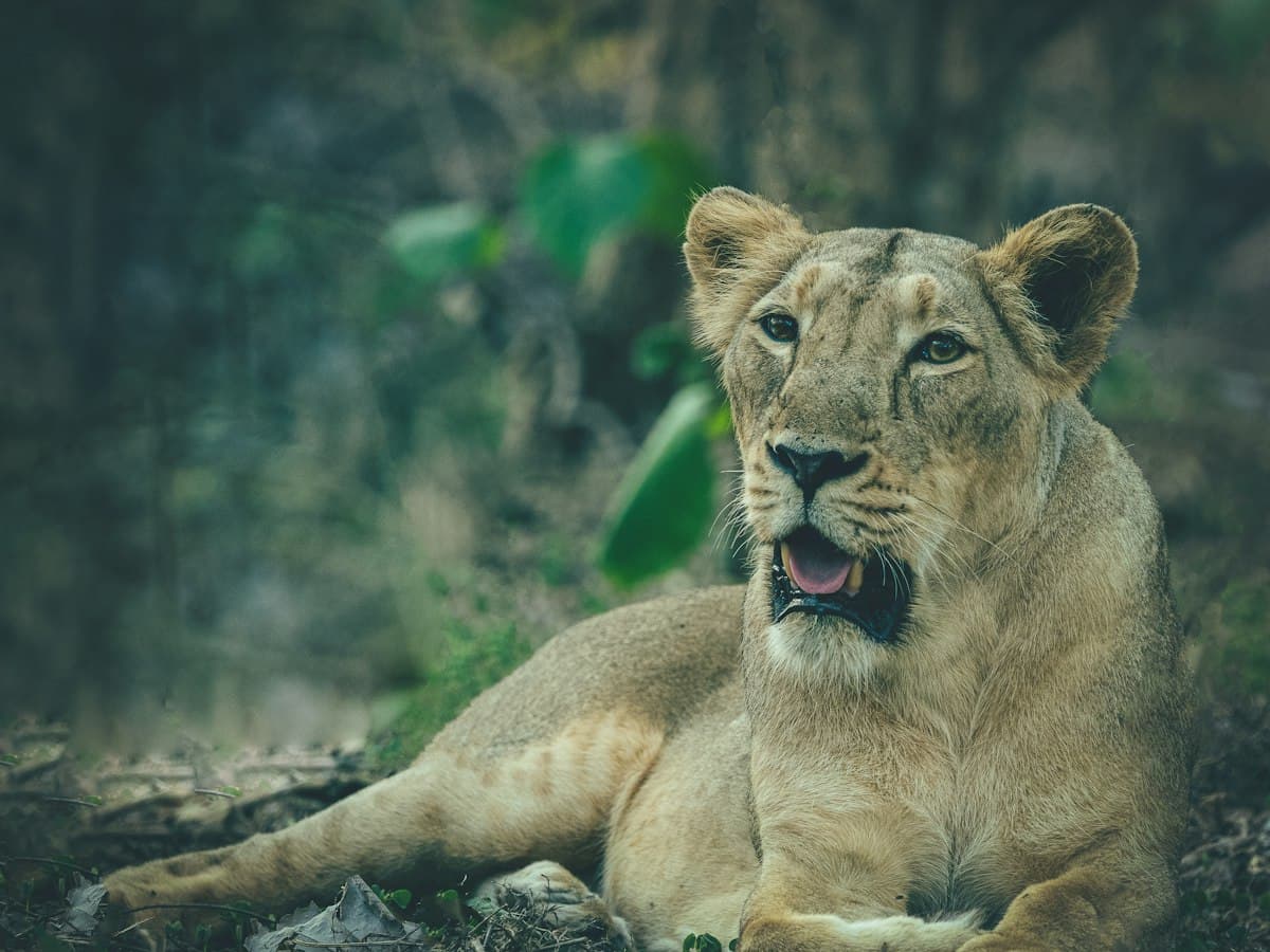 An Asiatic lioness resting on the ground at Gir National Park, Sasan Gir, Gujarat
