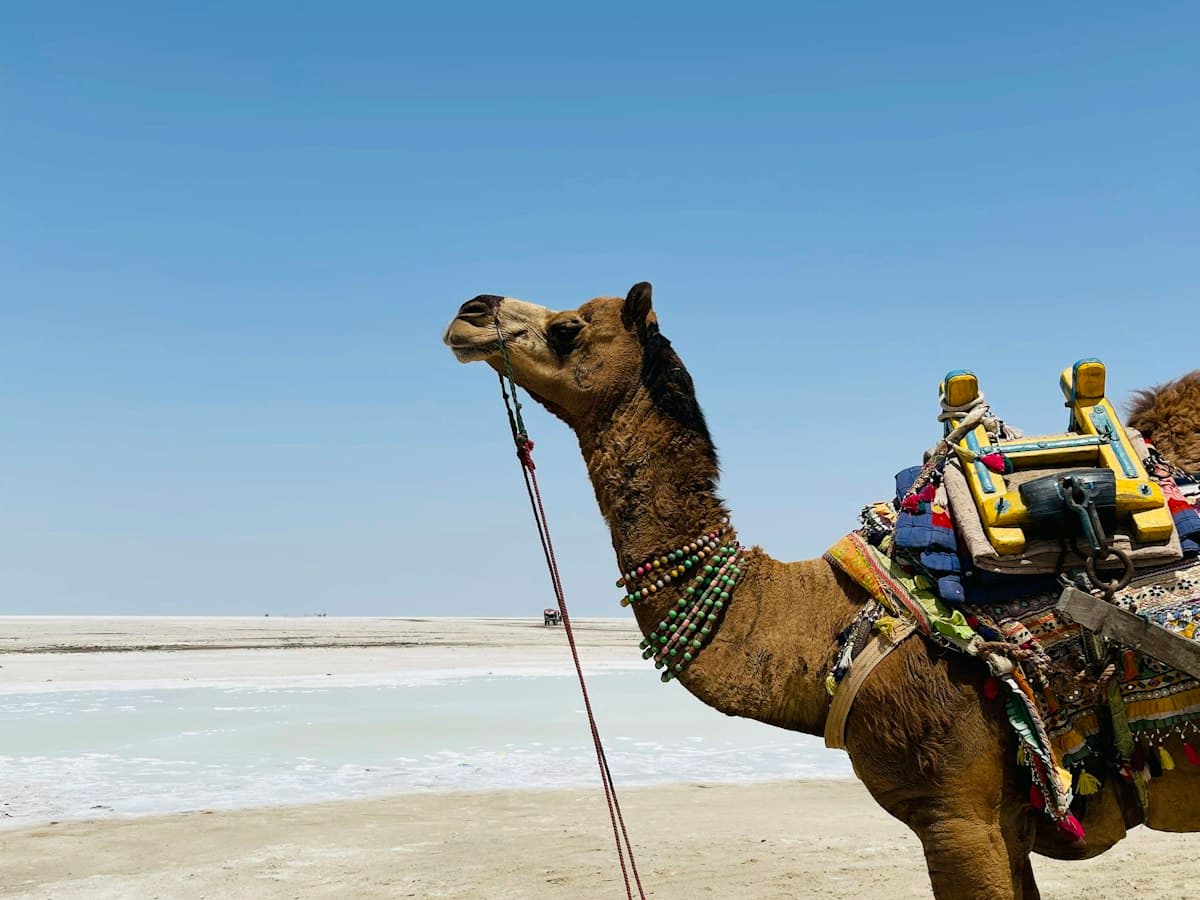 A decorated camel standing on the white salt flats of the Rann of Kutch, Gujarat, in bright daylight
