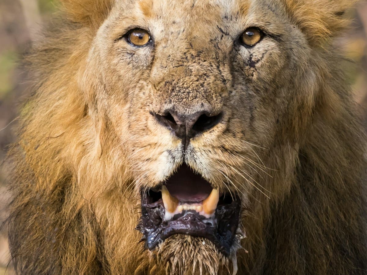 Close-up portrait of a male Asiatic lion with its mouth open in Gir National Park, Gujarat