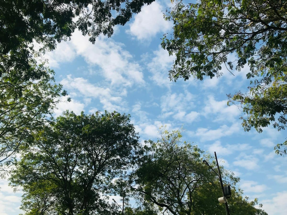 Tree canopy against a blue sky with white clouds in Dabhoi, Vadodara district, Gujarat