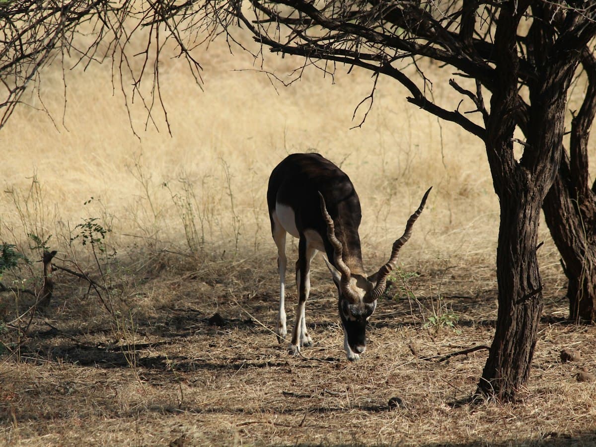 An antelope grazing on dry grass beneath a bare tree in Gir National Park, Gujarat