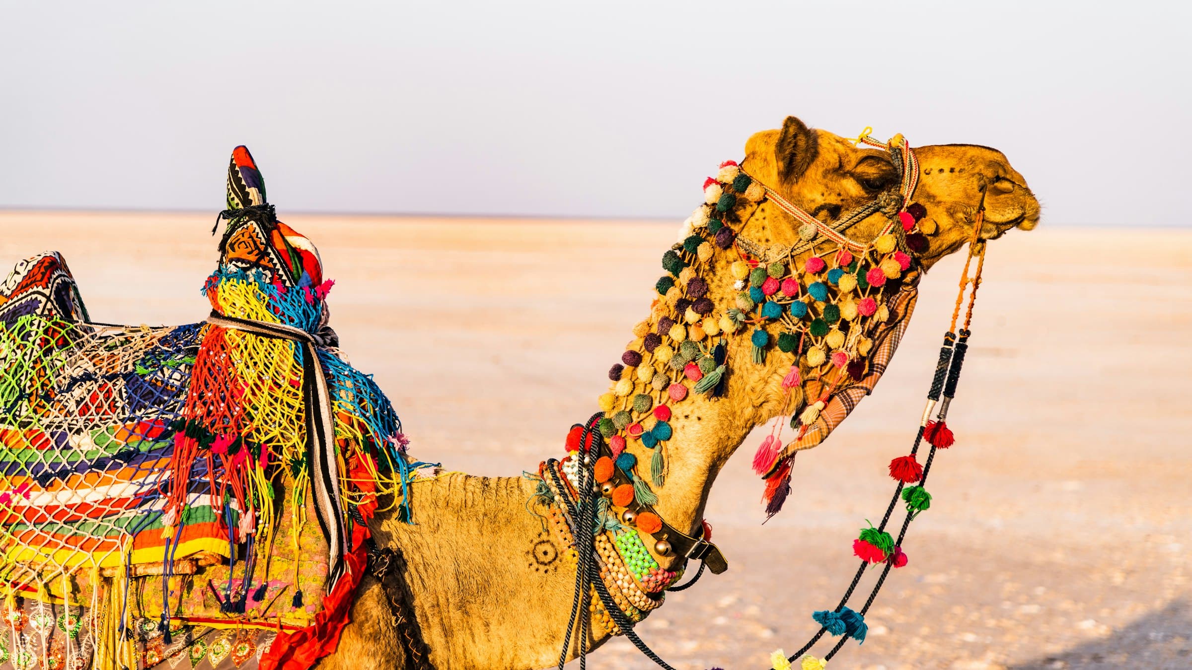 A decorated camel standing on the pale salt flats of the Rann of Kutch, Gujarat