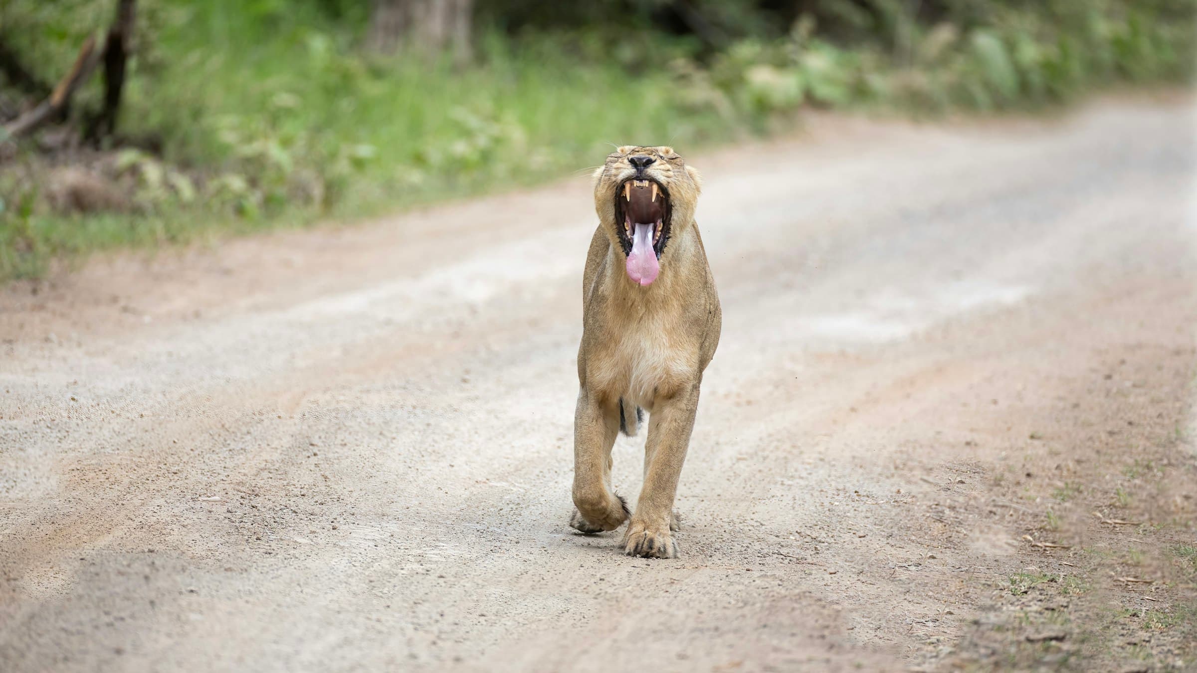An Asiatic lioness walking down a forest track in Gir National Park, Sasan Gir, Gujarat