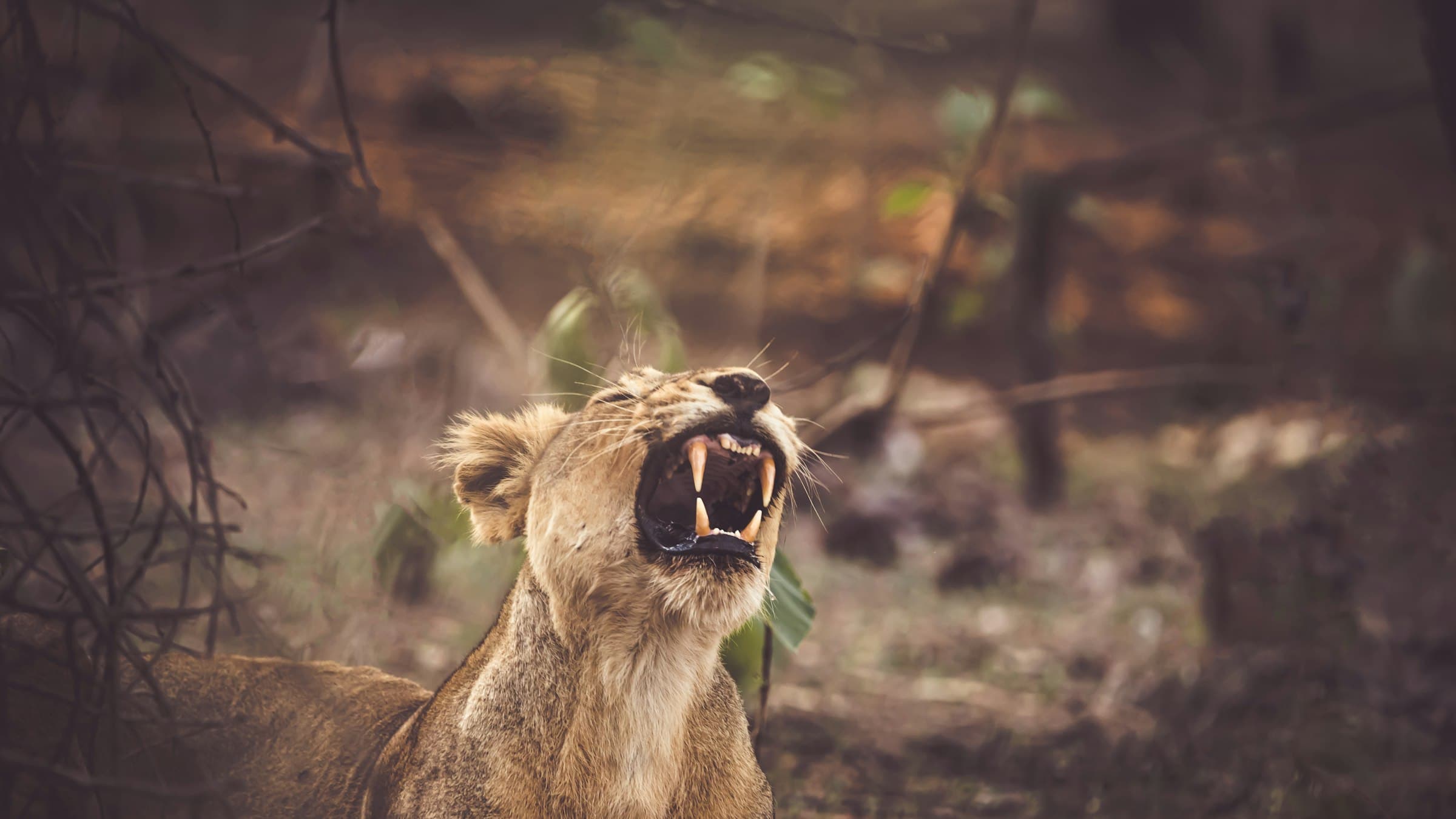 An Asiatic lioness yawning in the forest of Gir National Park, Sasan Gir, Gujarat