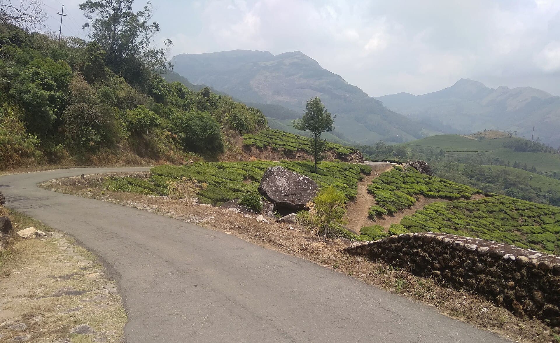 Road winding through green tea plantations at Munnar, Kerala