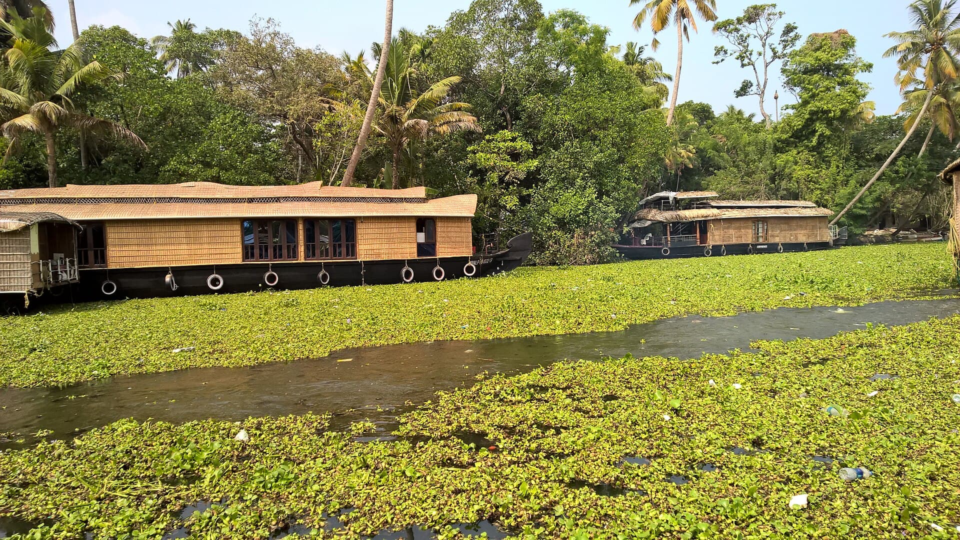 Houseboats moored beside green water hyacinth and coconut palms, Alleppey