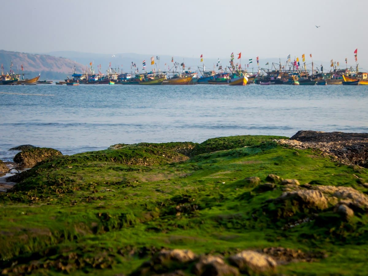 Fishing boats anchored in a sheltered bay on the Konkan coast of Maharashtra