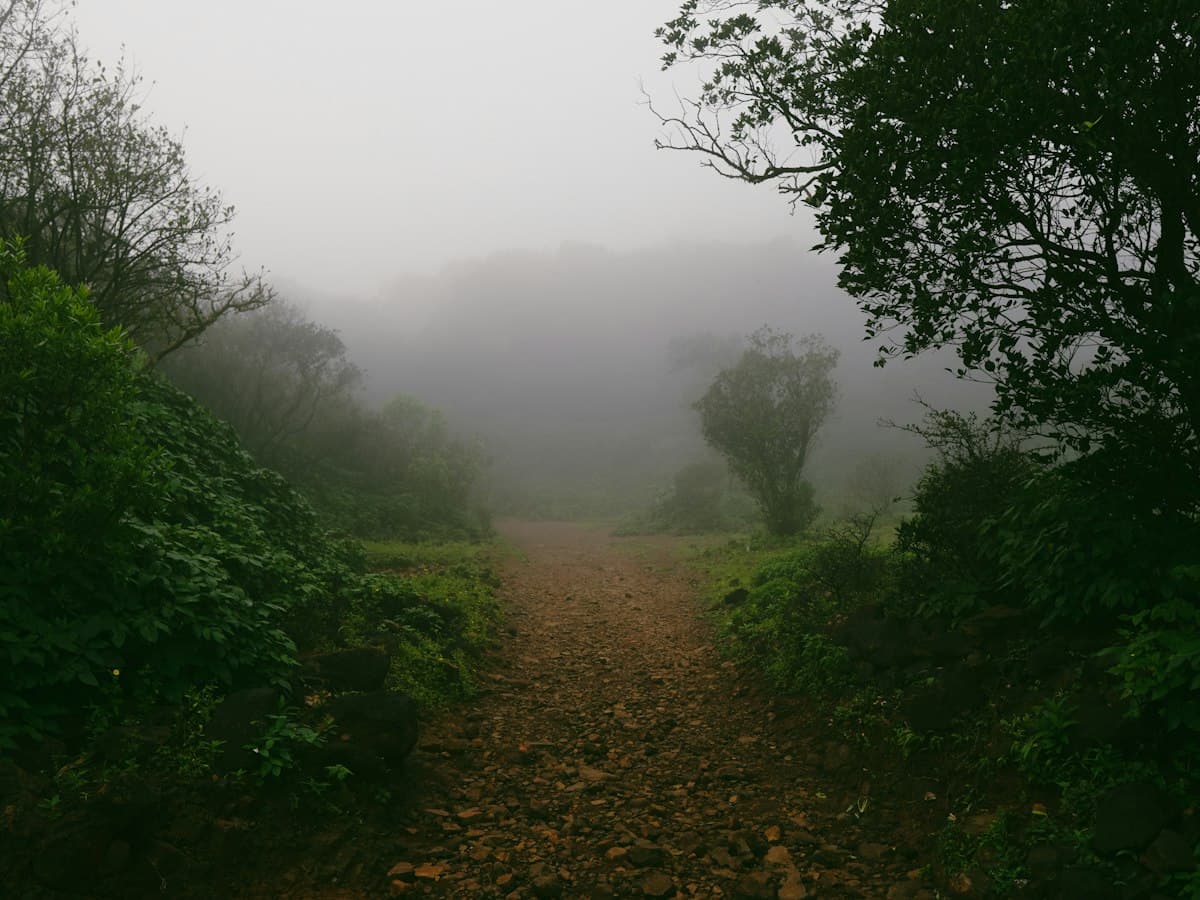 Misty forest path in the hills of Bhimashankar, Maharashtra