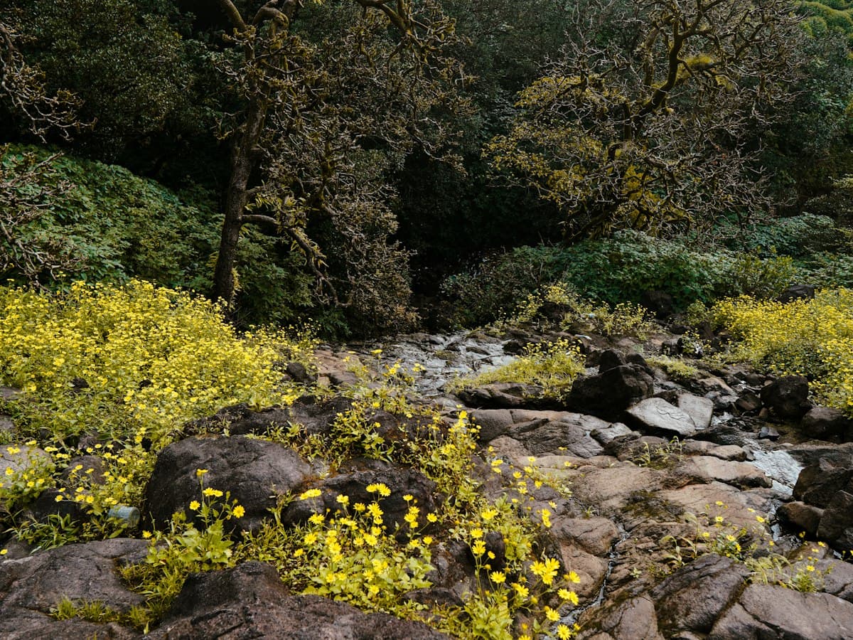A forest stream edged with yellow wildflowers in the Sahyadri woodland of Bhimashankar, Maharashtra