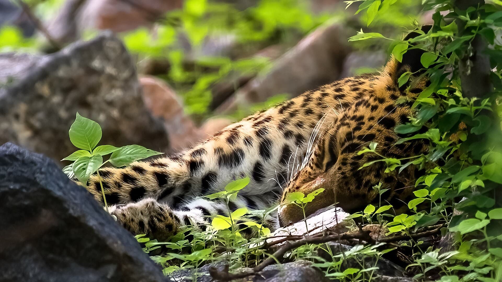 A leopard resting among rocks and green leaves at Jhalana, Jaipur