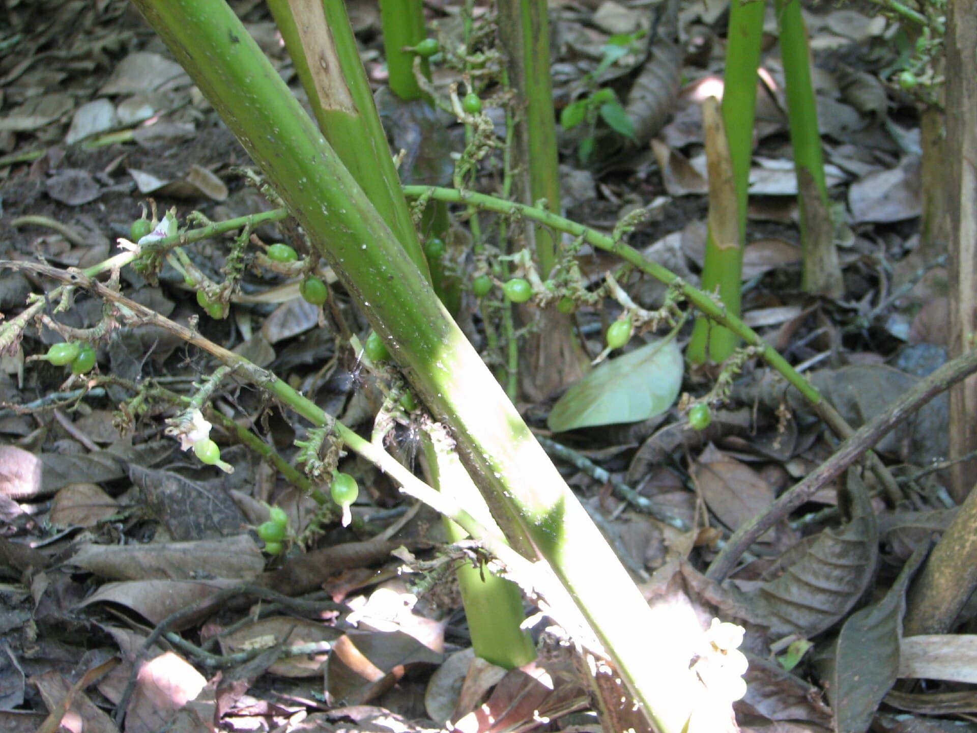 Cardamom plant with green pods at the base of its stems in a Thekkady spice garden