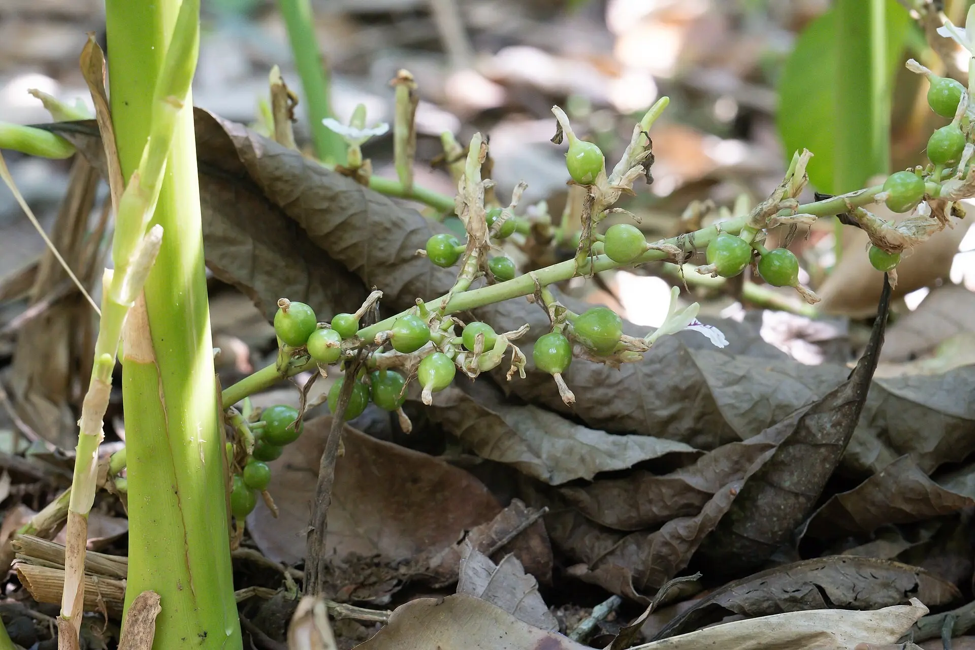 Close view of green cardamom pods on a stem in a spice plantation near Thekkady